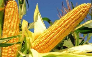 方玉36玉米种子简介，该品种根系发达