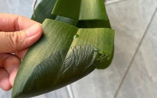 蝴蝶兰叶子变薄的原因，可能是水分太多或光照不足所致