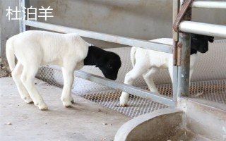 羊的繁殖性能介绍，不同品种的繁殖能力有区别