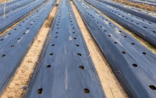 先进的农用薄膜有哪些，有轻薄型薄膜、多用途薄膜等