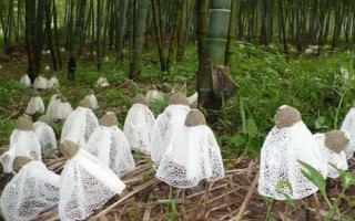 竹荪的价格，一斤需要75-350元左右