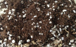 金钱树叶片发黑发绣的原因，可能是浇水过多所导致的