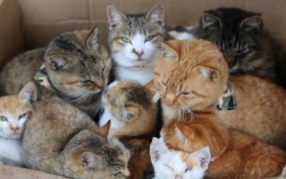 冬天宠物如何保暖，可以给其穿衣或暖窝