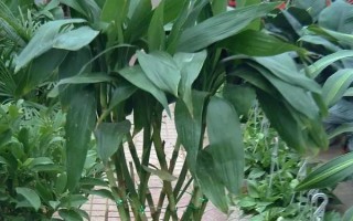 完全喜阴的室内大型植物有哪些，常见的有一叶兰、苹果竹芋等