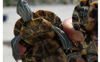 乌龟从冬眠中苏醒后怎么办，检查身体后再清洗并放入水中