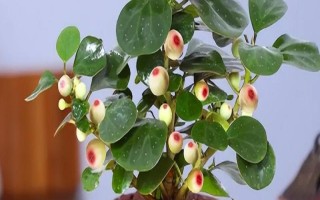 小盼菩提与菩提树有什么区别，前者叶片宽大且表面光滑、后者叶片呈革质