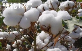 洮南棉花的品种介绍,各有特色