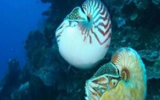 鹦鹉螺是海螺吗，是头足纲软体动物不是海螺