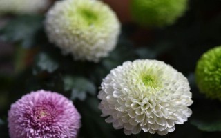 球菊如何养殖，生长过程中需要足够的光照