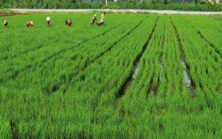 高温季节稻虾共养注意事项,水位要控制在3-20厘米之间