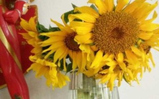 向日葵的换水间隔,每隔3-5天换一次