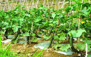 黄瓜如何正确施用肥料，应及时分期追肥