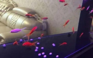 鱼入缸几天放硝化细菌，先养水再放鱼