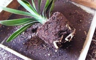 君子兰的家庭养殖方法，每隔2-3年翻盆换土一次