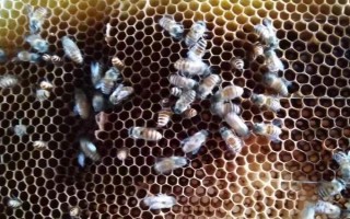 蜜蜂生病怎么治疗，根据实际病症使用针对性药物