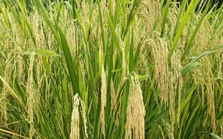泸香8258(区试名称:金健14号)水稻品种的特性,4月上旬播种