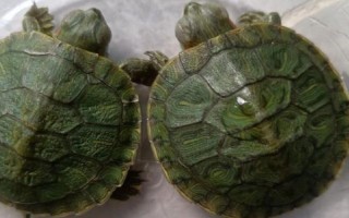 乌龟会不会撑死，一般不会撑死