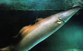 反天刀鱼好不好养，饲养难度较大