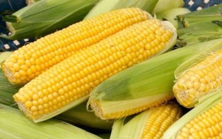 良玉618号玉米种子特征特性,中抗茎基腐病(1-5级)