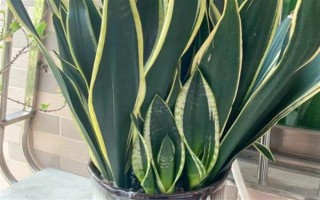 名贵虎皮兰有哪些品种，常见的有黄金哈尼虎皮兰、棒叶虎皮兰等