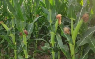 鑫瑞37玉米种子简介,夏播生育期105天