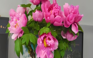 剪下的牡丹枝条水培能不能生根，牡丹枝条水培可以生根