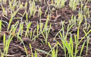 小麦出芽需多少积温，从播种至发芽出苗需要0℃以上的积温120℃