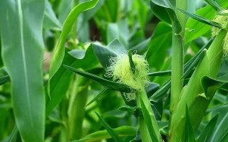 菏玉157玉米品种的特性