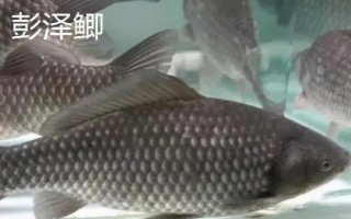 鲫鱼的种类介绍,品种众多分布于我国各地的江河