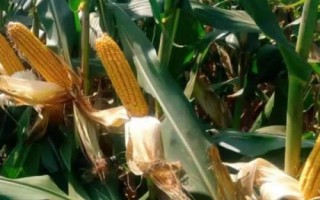 丰乐820玉米种子简介，中抗茎腐病