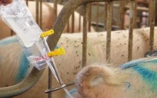 母猪生产时能不能使用氯前列醇钠,怀孕113天时可进行肌注