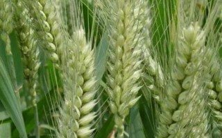 轮选103小麦品种简介，平均生育期为242天