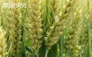超大穗小麦新品种介绍，常见的有存麦20、山农30等