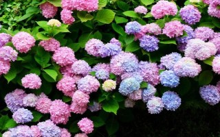 绣球花如何养护，适宜的生长温度是18-28℃