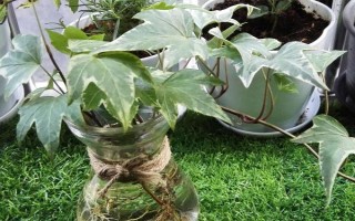 常春藤如何水培才能快速生根,放在有散射光的地方每隔1-2天换一次水