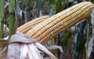 元隆1701玉米种子介绍，辽宁省春播生育期130天