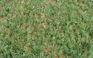 玉龙草的种植方法，适宜生长在荫蔽凉爽的环境内