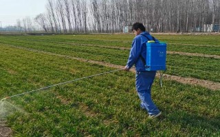 防治小麦红蜘蛛和蚜虫的用药，可选择高效氯氟氰菊酯、联苯菊酯等