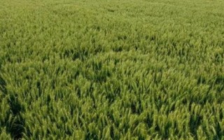 邯麦16号小麦种子特征特性,平均生育期240天