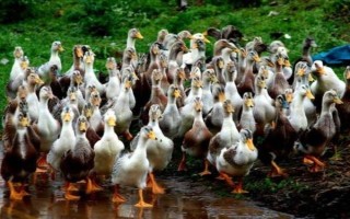 养鸭大棚怎么建，建议大棚的朝向为东西方向