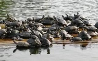 甲鱼不吃东西的原因，可能是突然转换环境导致的