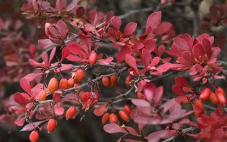 红叶小檗的作用，主要用来观赏