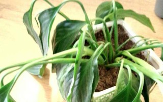 白掌的栽培管理方法，生长期间应经常保持盆土湿润