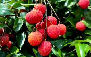 福建永春县的特产，有永春芦柑、佛手茶等