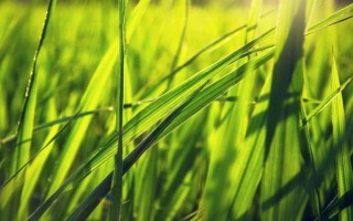 Y两优800水稻种子特征特性，田间移栽密度6×9寸