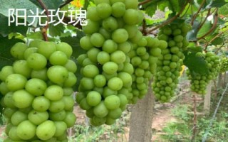 阳光玫瑰和晴王葡萄的区别，晴王葡萄是地理标志产品