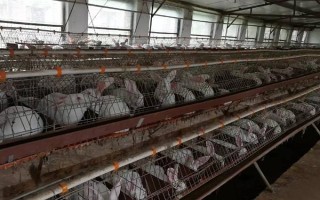 兔舍如何保温防寒,母兔繁殖舍应建立保温室