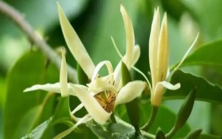 白兰花的寓意，寓意纯洁的爱、高贵优雅等