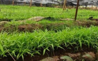 白芨种苗的价格，1株需要0.2-0.8元左右