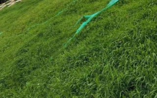 草种子如何种植，首先挑选颗粒饱满、没有受损的草种子